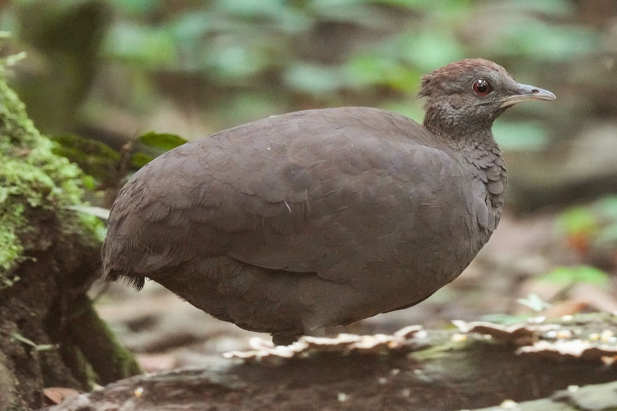 Cinereous Tinamou - ML647250756