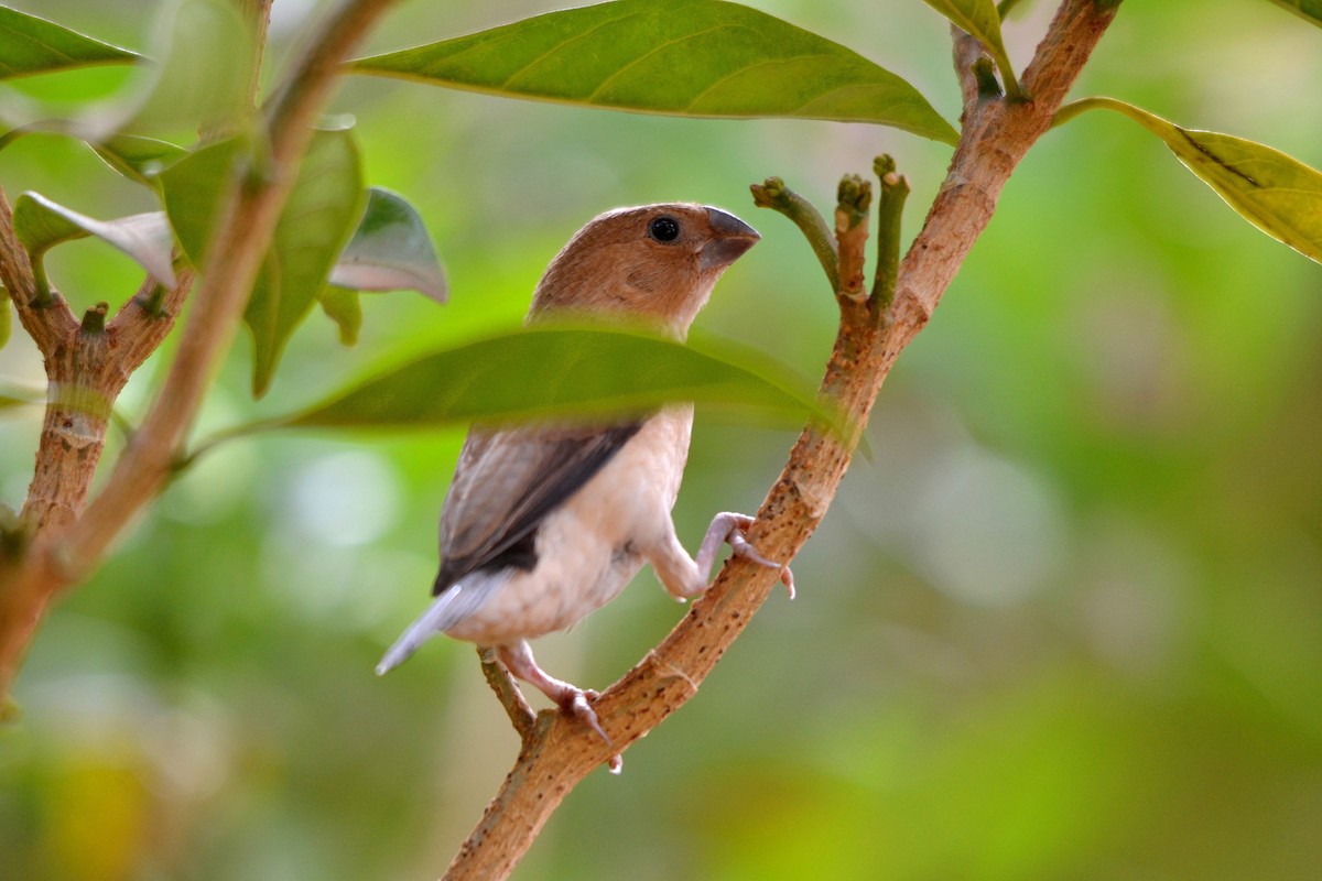 アフリカギンバシ - ML647250759