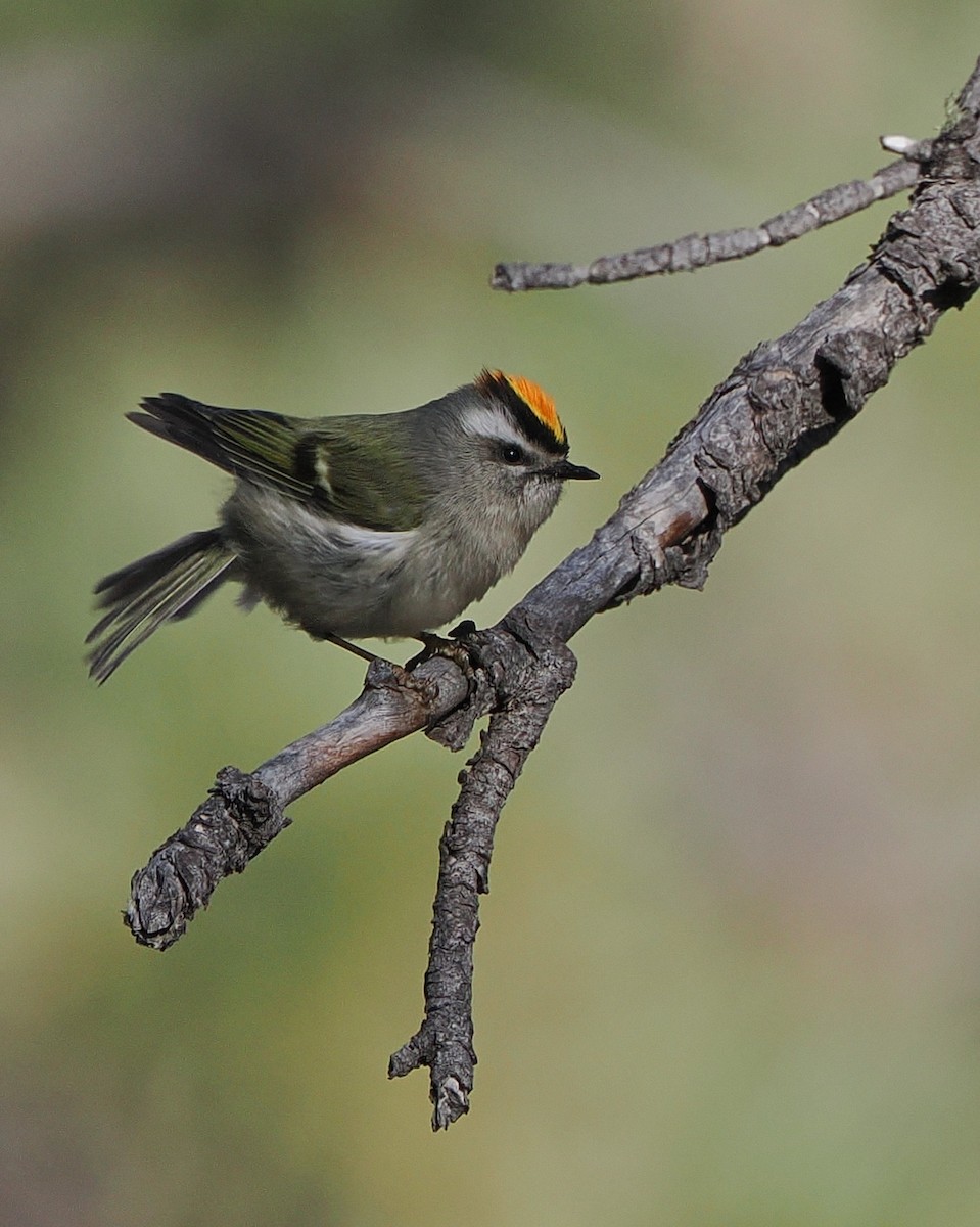 Golden-crowned Kinglet - ML647250760