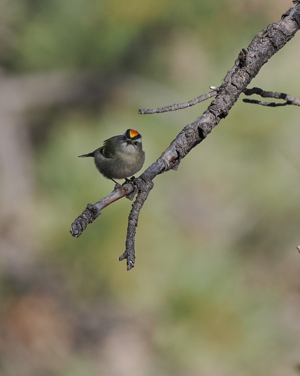 Golden-crowned Kinglet - ML647250761