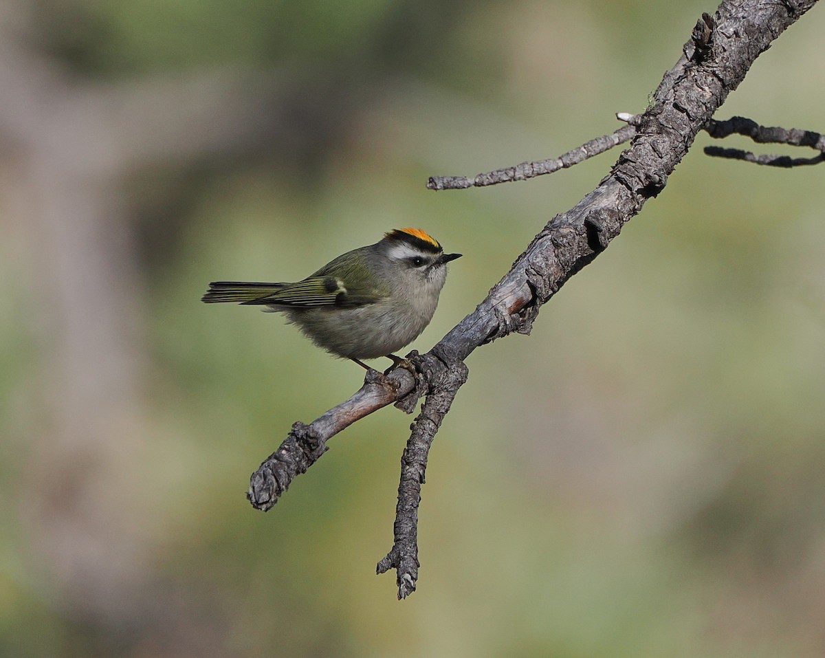 Golden-crowned Kinglet - ML647250762