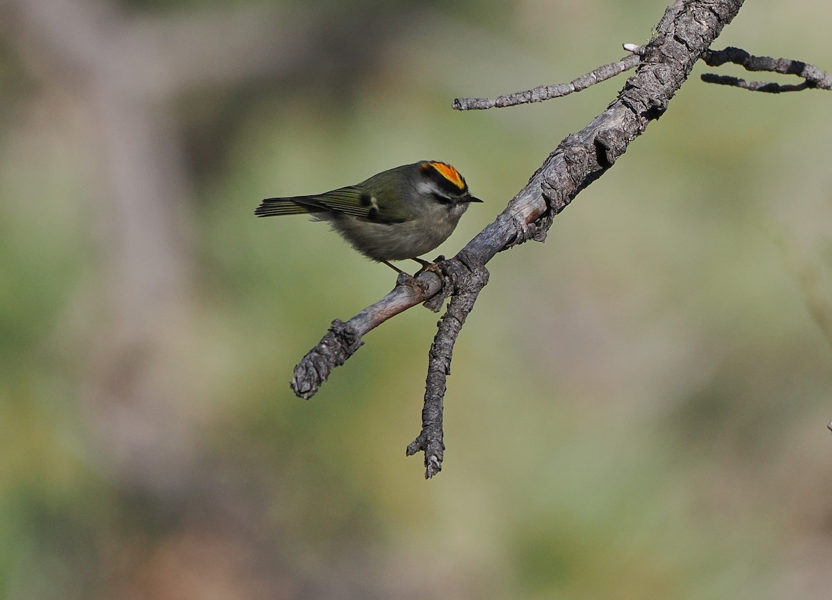 Golden-crowned Kinglet - ML647250763