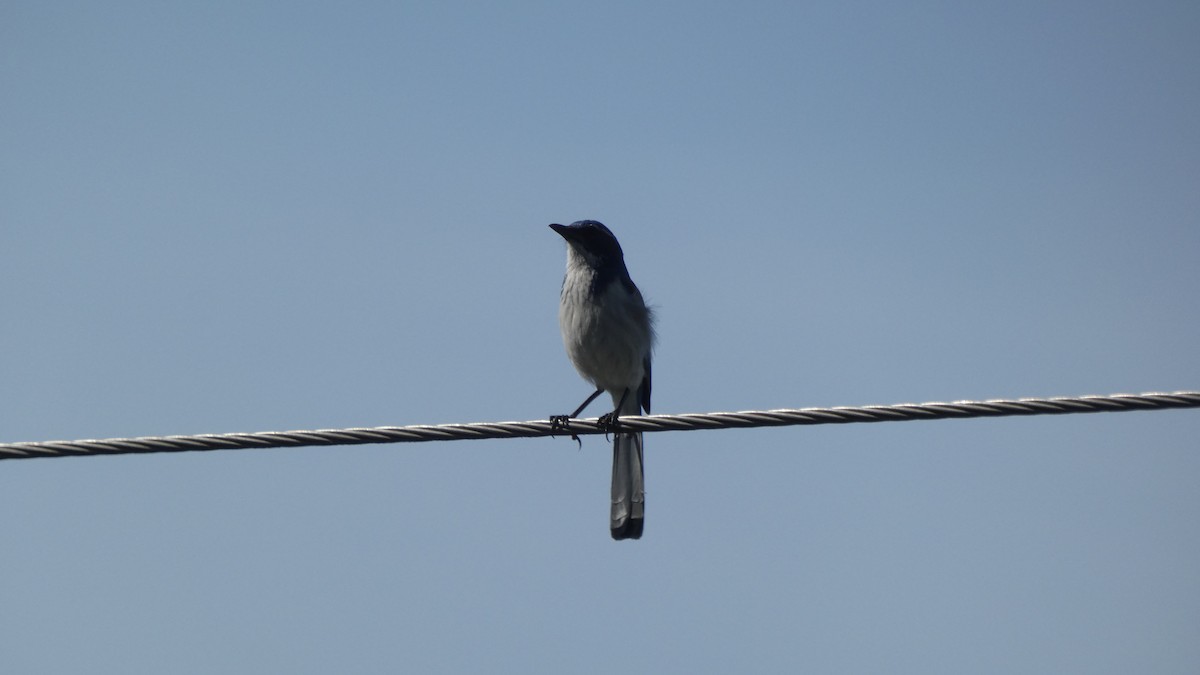 sojka západní - ML647250770