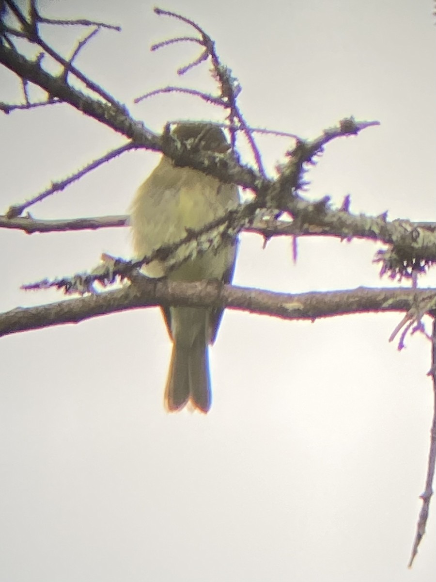 Yellow-bellied Flycatcher - ML647250771