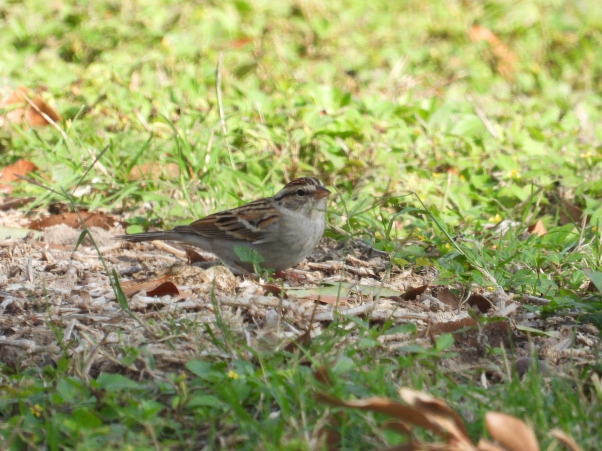 Chipping Sparrow - ML647250772