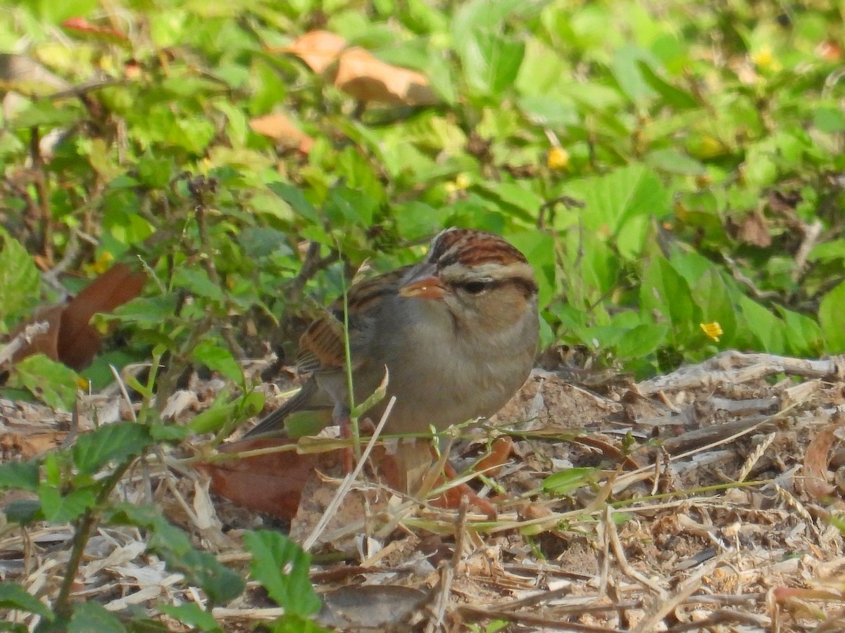 Chipping Sparrow - ML647250792