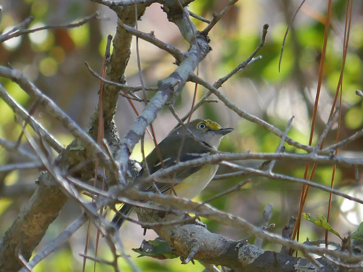 Vireo Ojiblanco - ML647250801