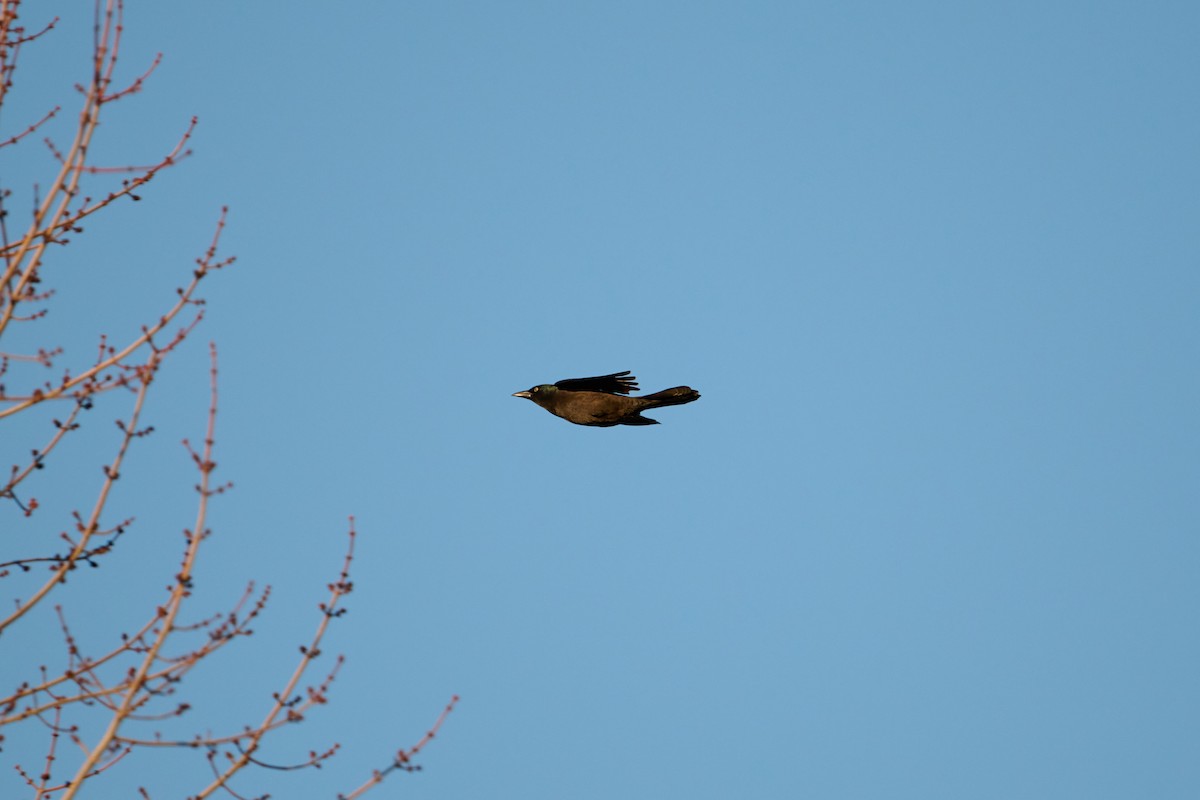 Common Grackle - ML647250805