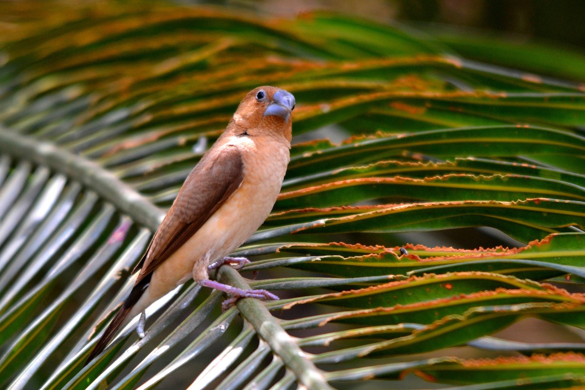 アフリカギンバシ - ML647250806