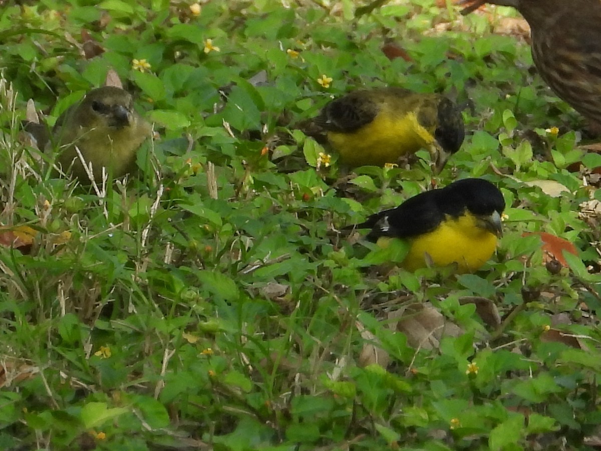 Lesser Goldfinch - ML647250813