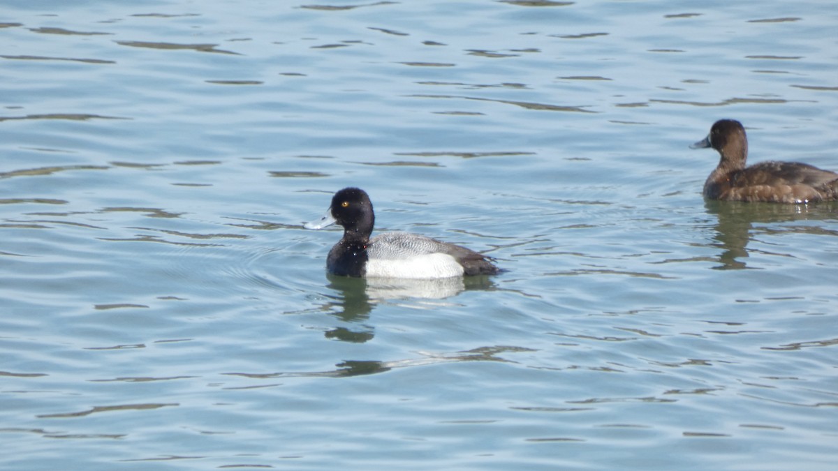 polák vlnkovaný - ML647250814