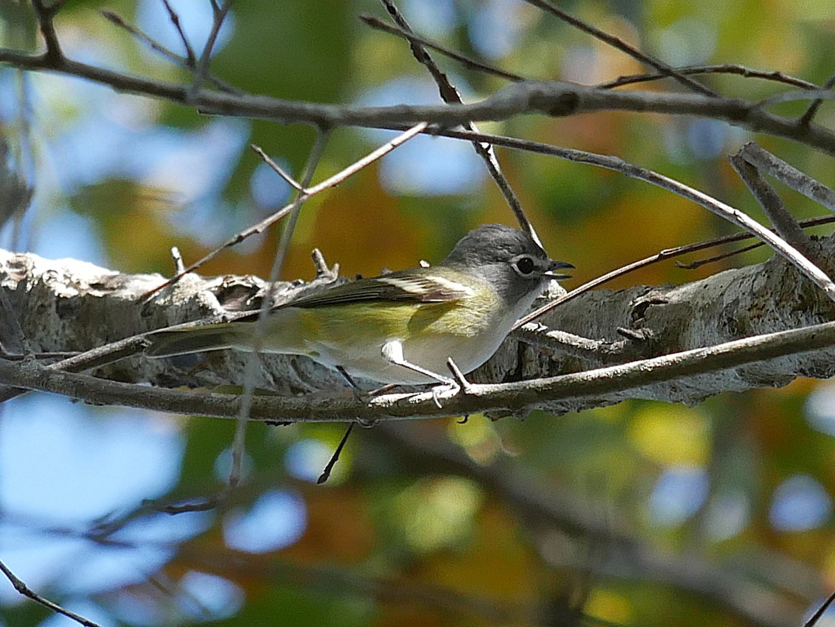 フタスジモズモドキ - ML647250816