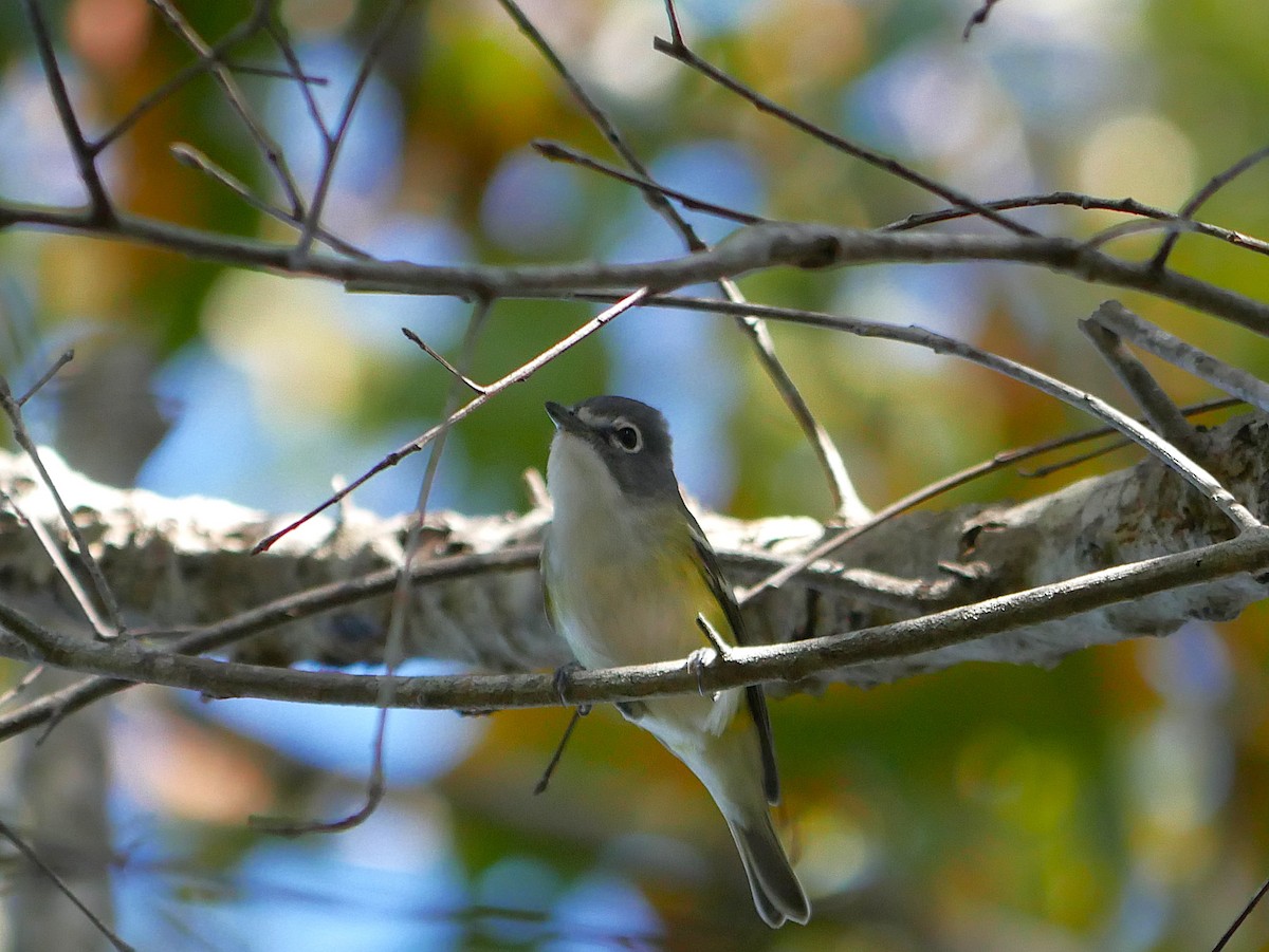 フタスジモズモドキ - ML647250817