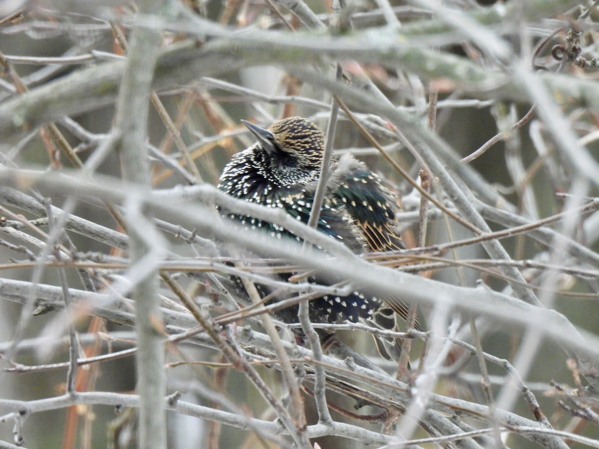 Storno - ML647250818