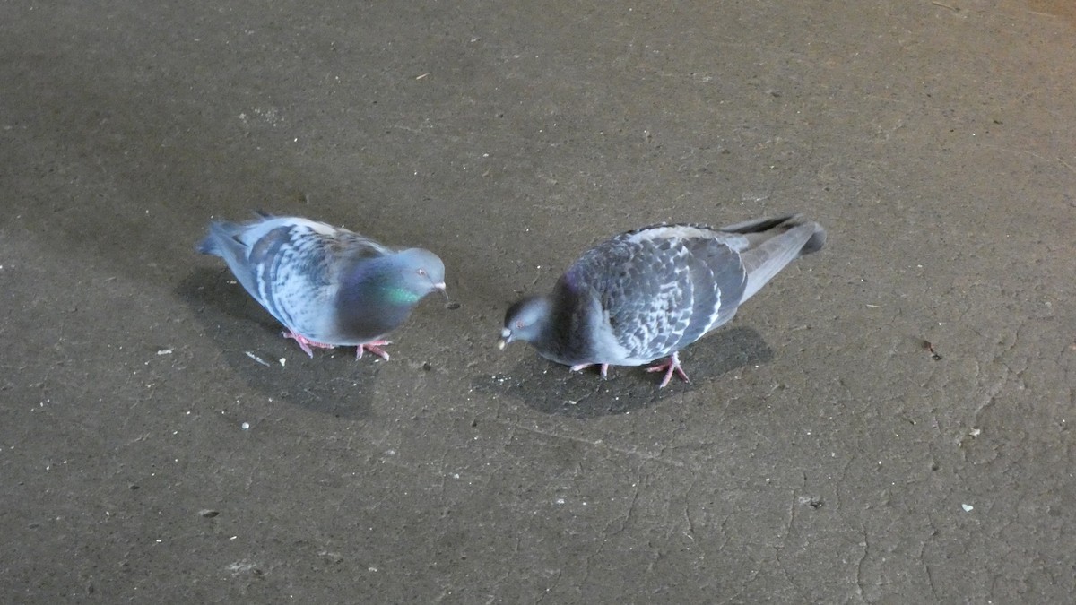 holub skalní (domácí) - ML647250823