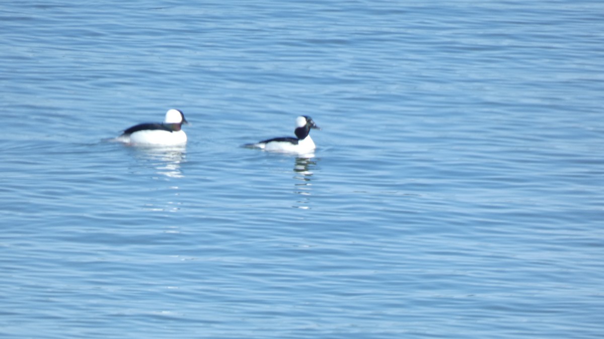 hohol bělavý - ML647250826