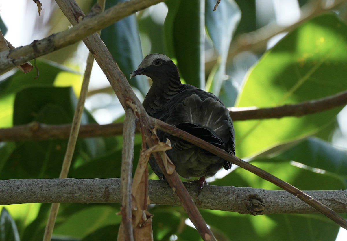 White-crowned Pigeon - ML647250827