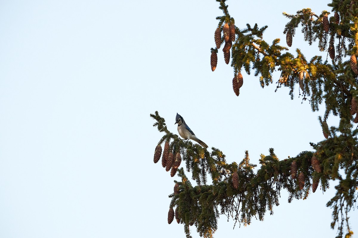 Geai bleu - ML647250859