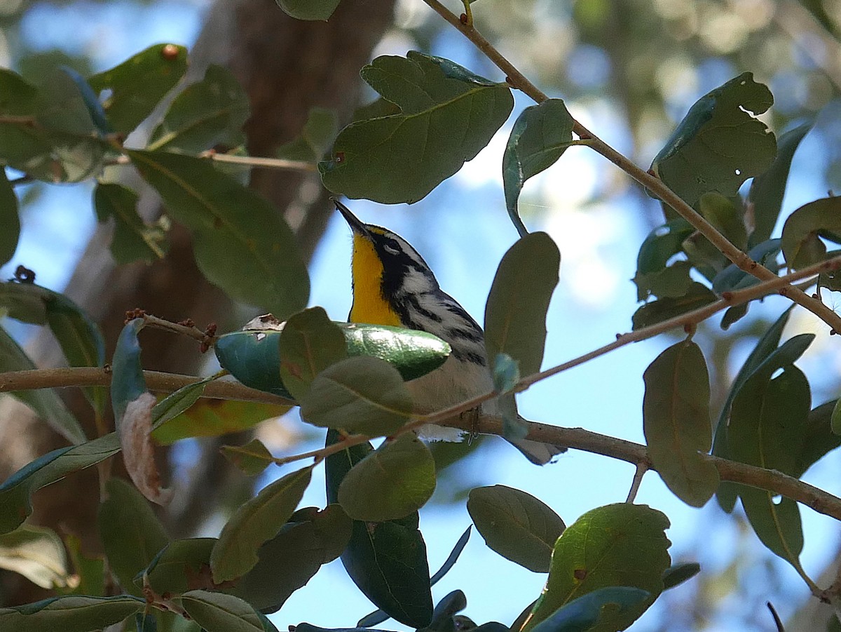 Yellow-throated Warbler - ML647250868