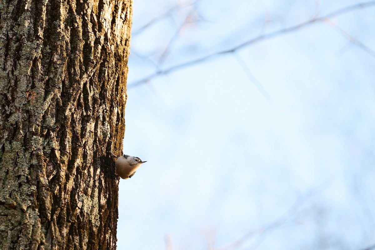 White-breasted Nuthatch - ML647250874
