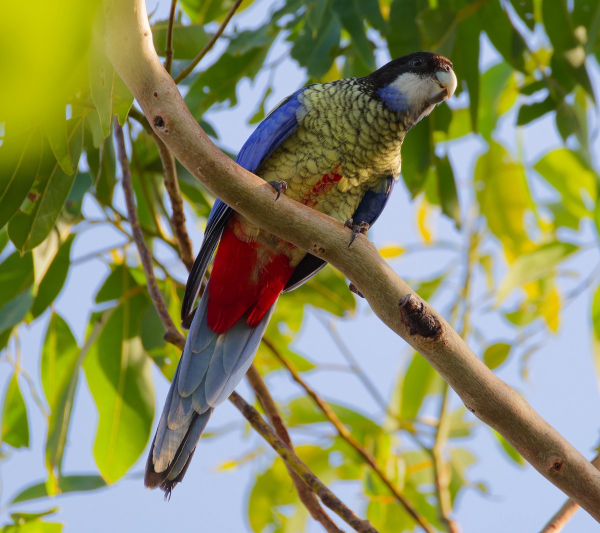 Northern Rosella - ML647250895