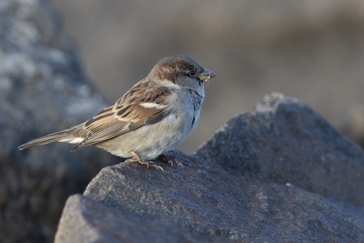 Gorrión Común - ML647250896