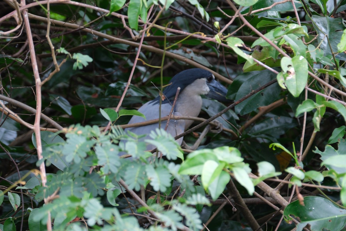 Boat-billed Heron - ML647250900