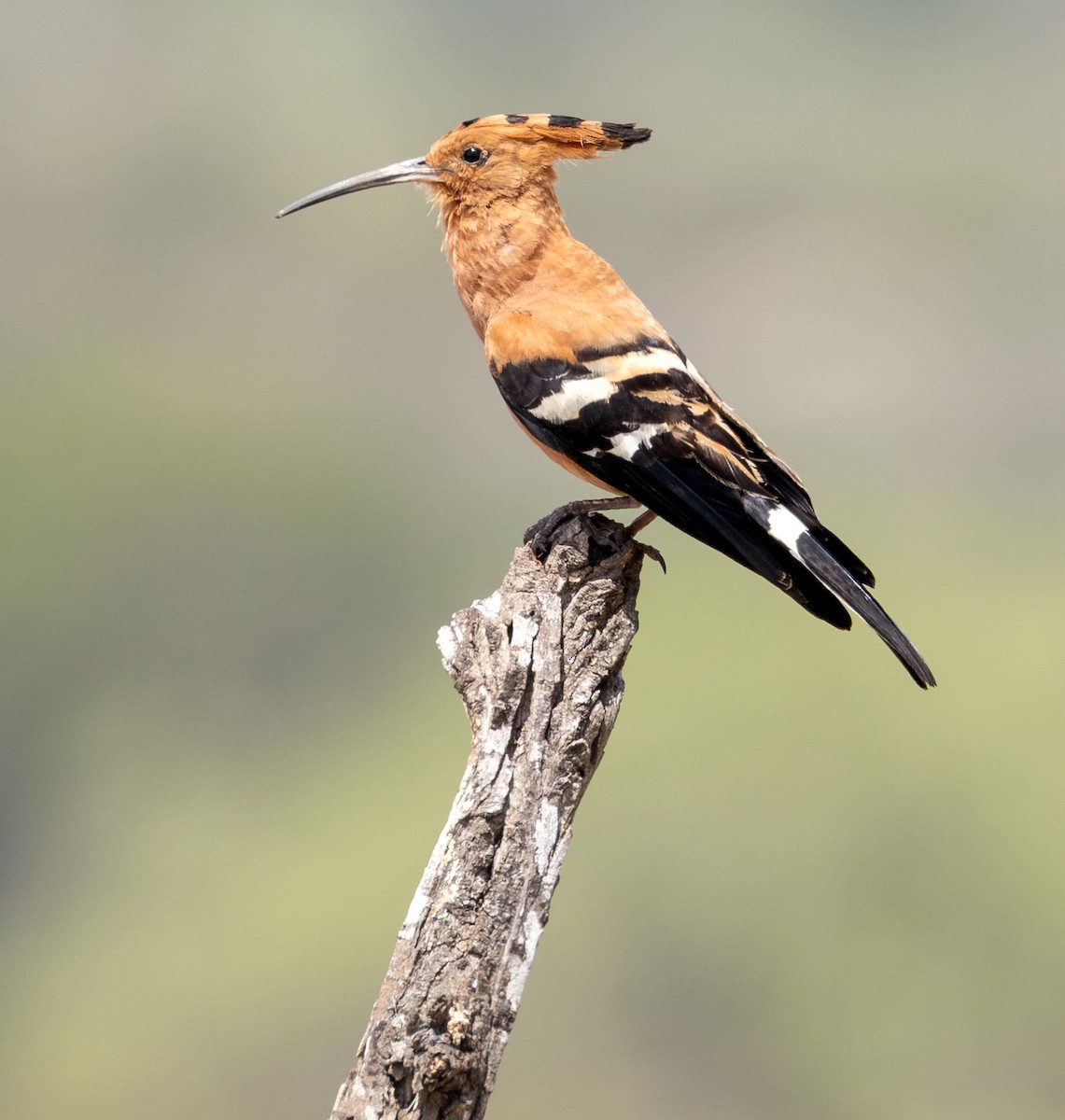 Common Hoopoe (African) - ML647250906