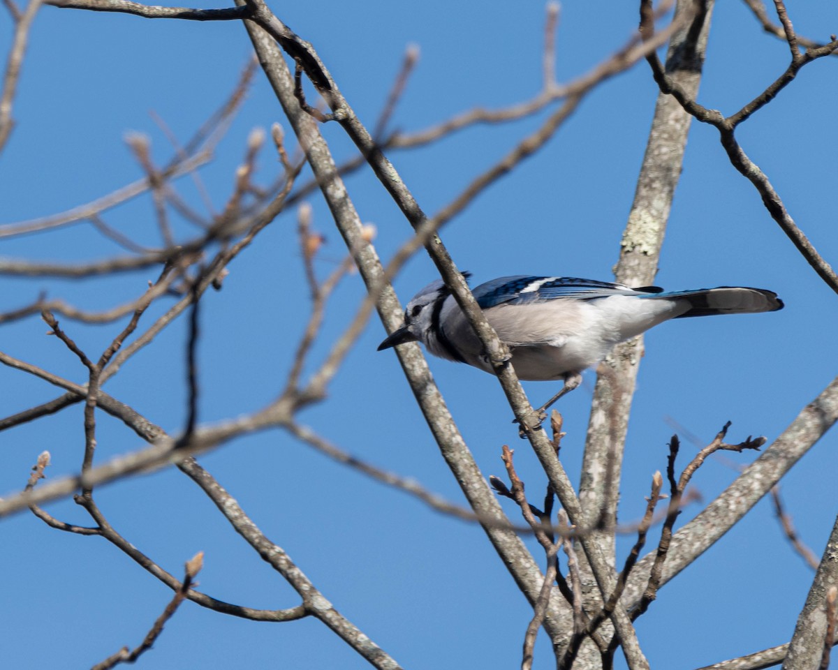 Geai bleu - ML647250909