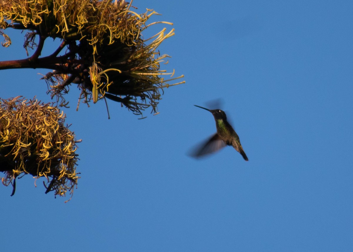 Rivoli's Hummingbird - ML647250945