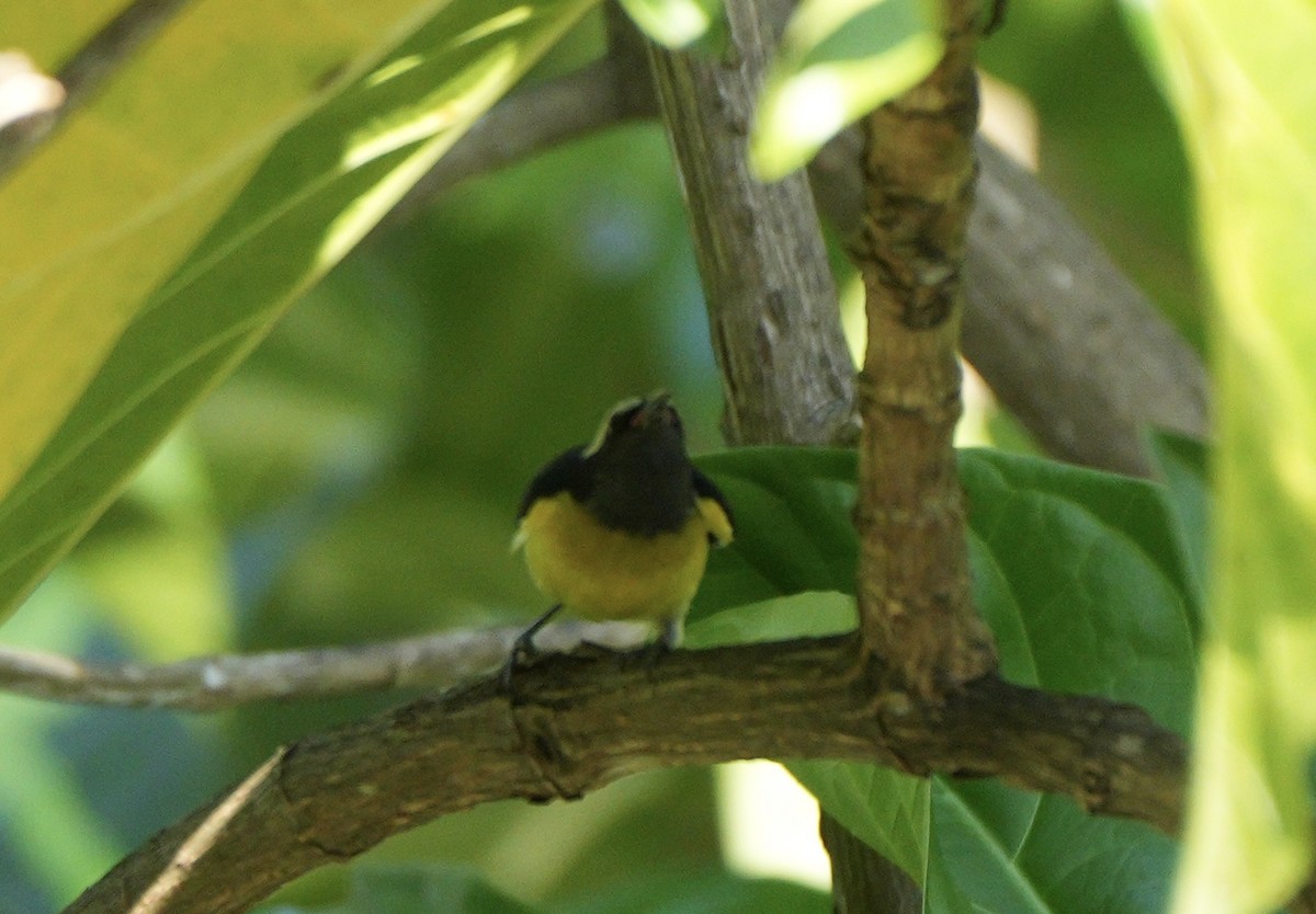 Sucrier à ventre jaune - ML647250958