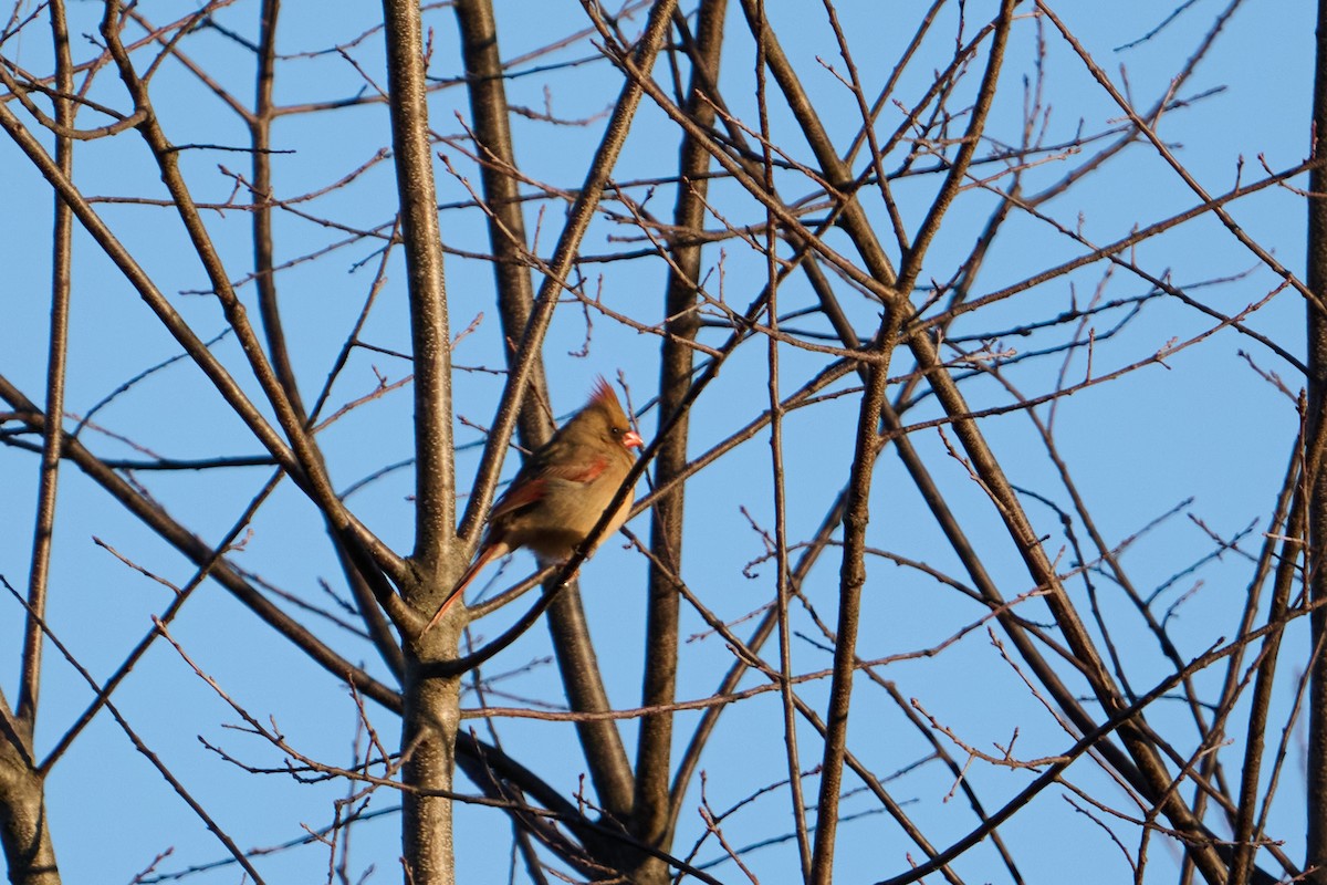 Northern Cardinal - ML647250965