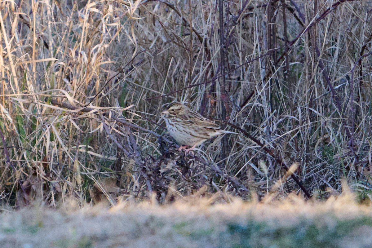 Savannah Sparrow - ML647250990