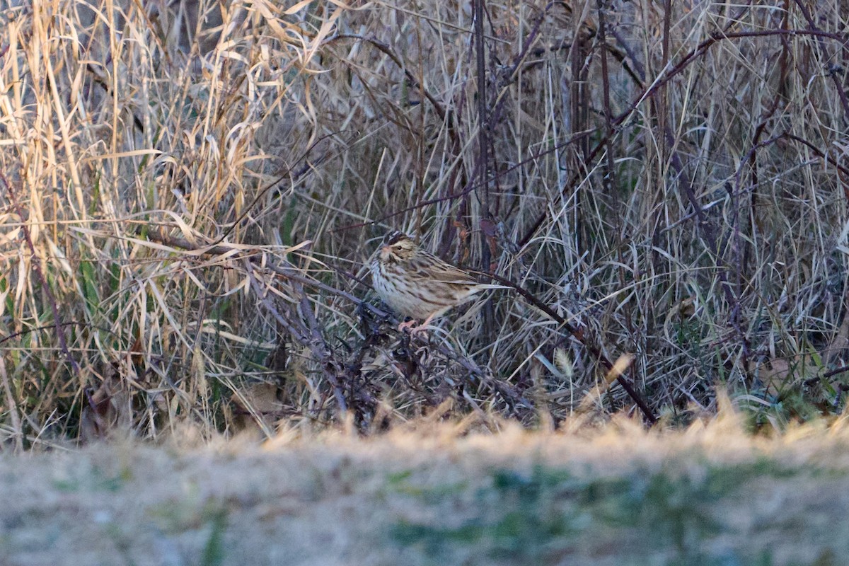 Savannah Sparrow - ML647250991