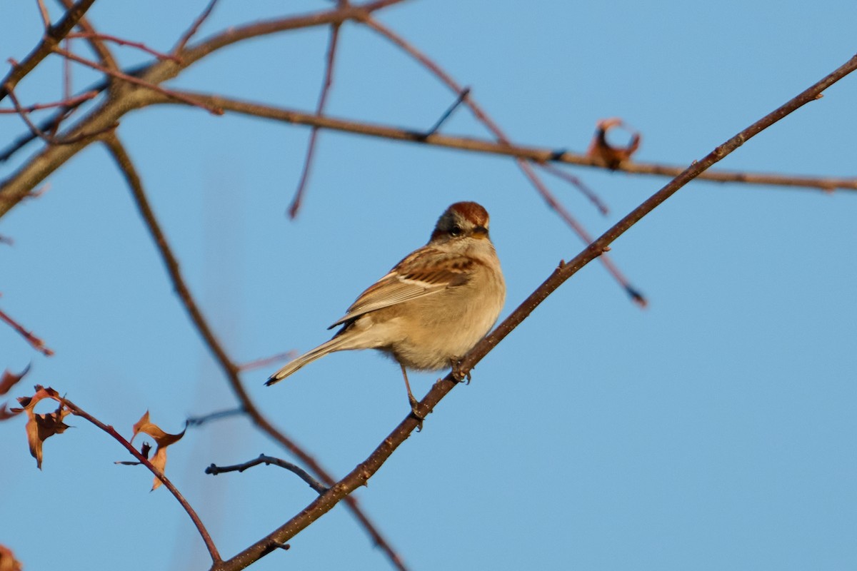 American Tree Sparrow - ML647250993