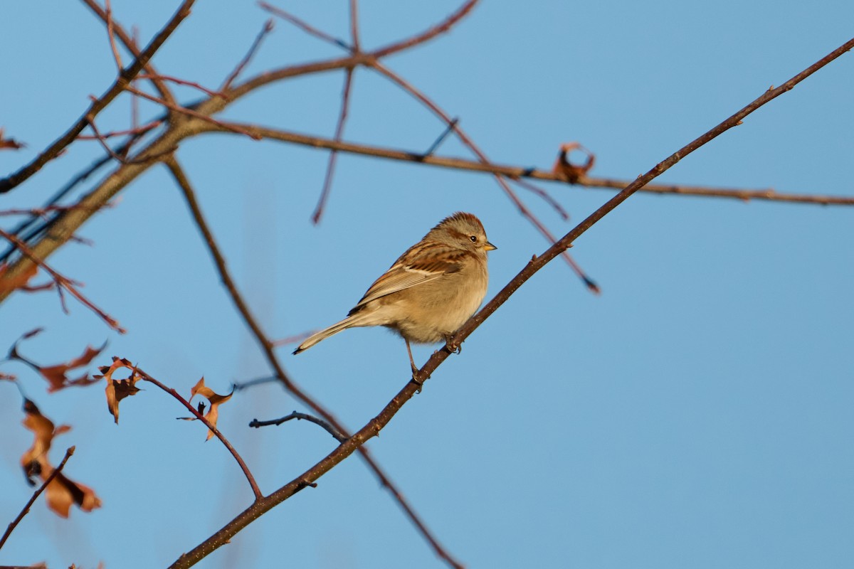 American Tree Sparrow - ML647250994