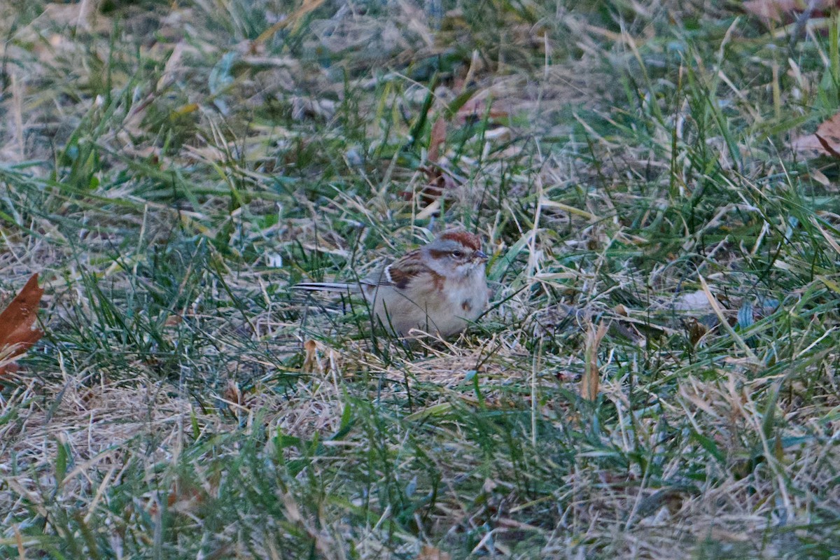 American Tree Sparrow - ML647250995