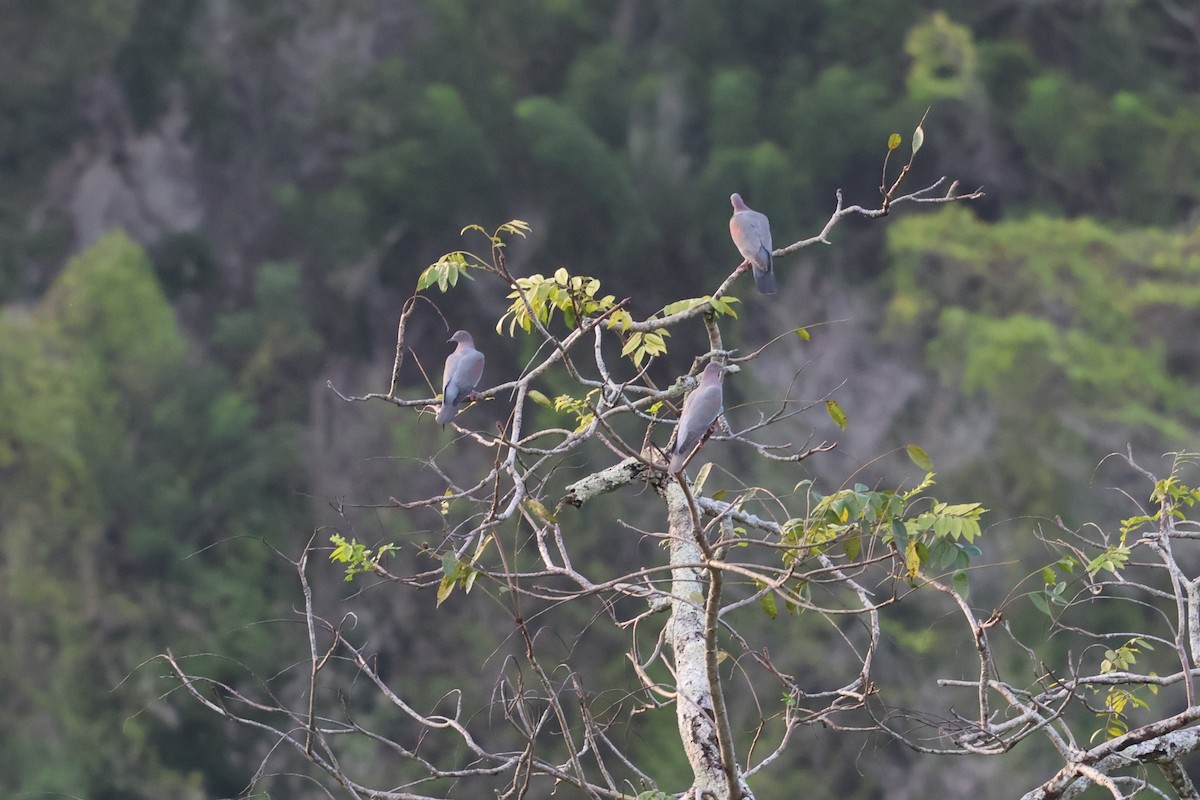 Paloma Boba - ML647250996