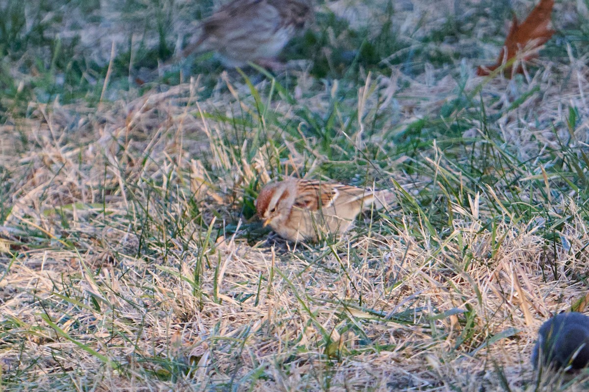 American Tree Sparrow - ML647250997