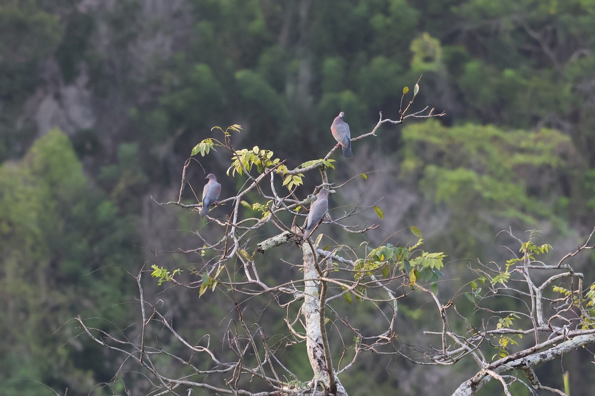 Paloma Boba - ML647251007