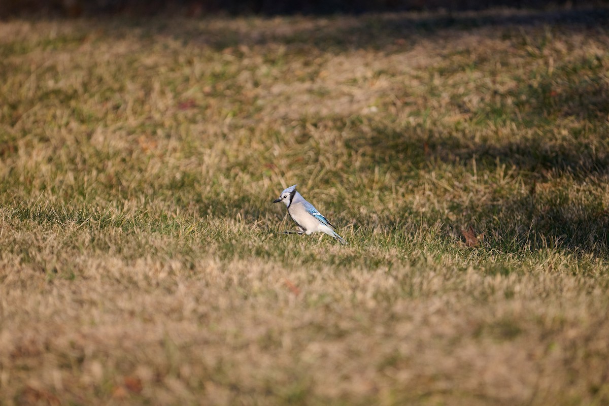 Geai bleu - ML647251017