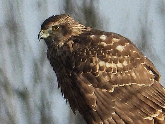 Тетеревятник - ML647251020