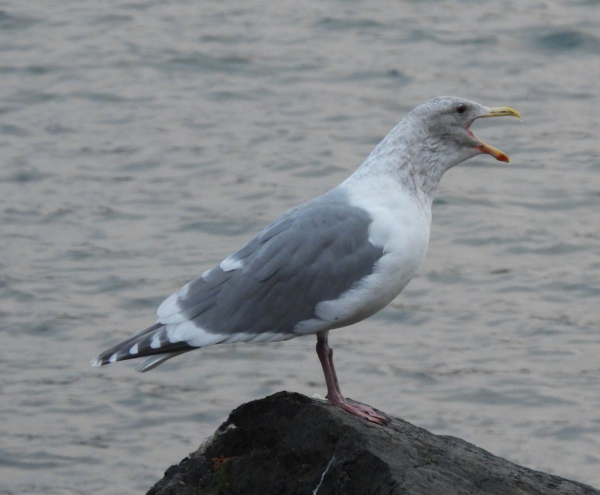 Glaucous-winged Gull - ML647251029