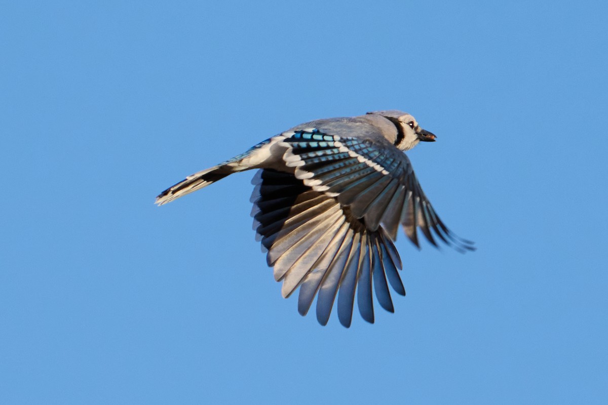 Geai bleu - ML647251030