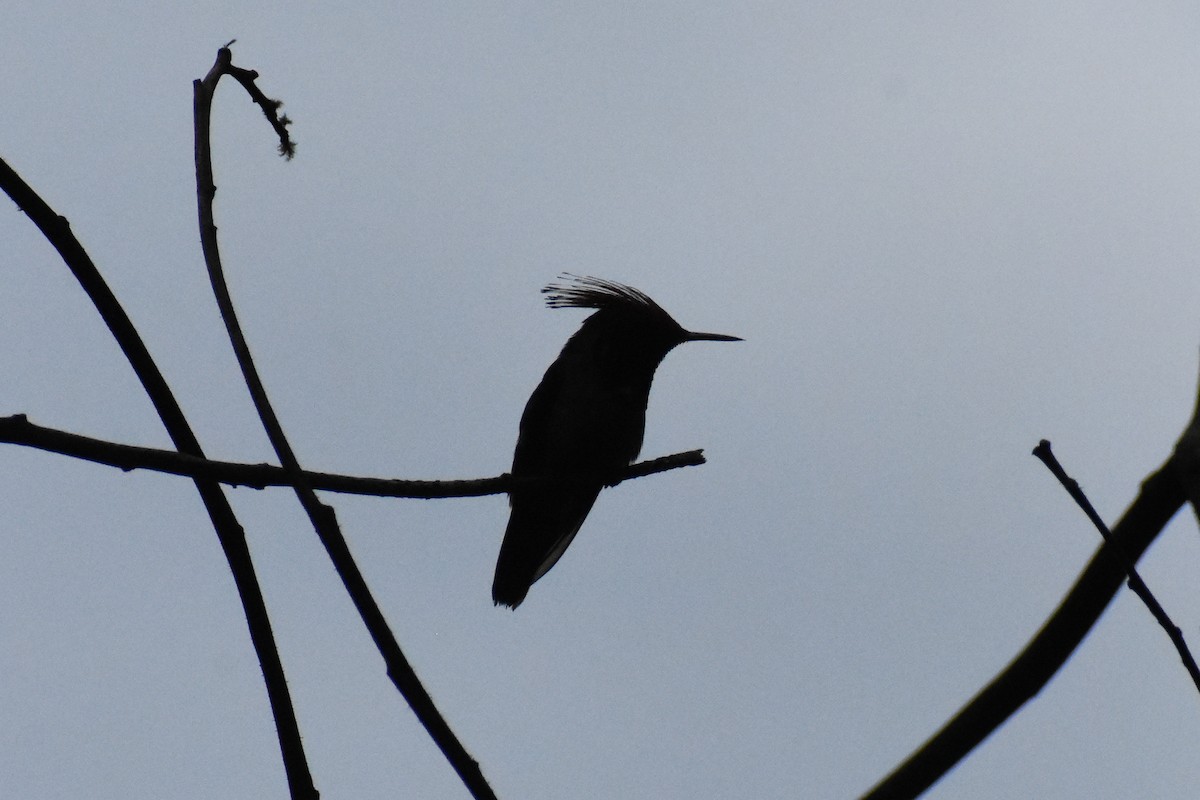 チャカザリハチドリ - ML647251034