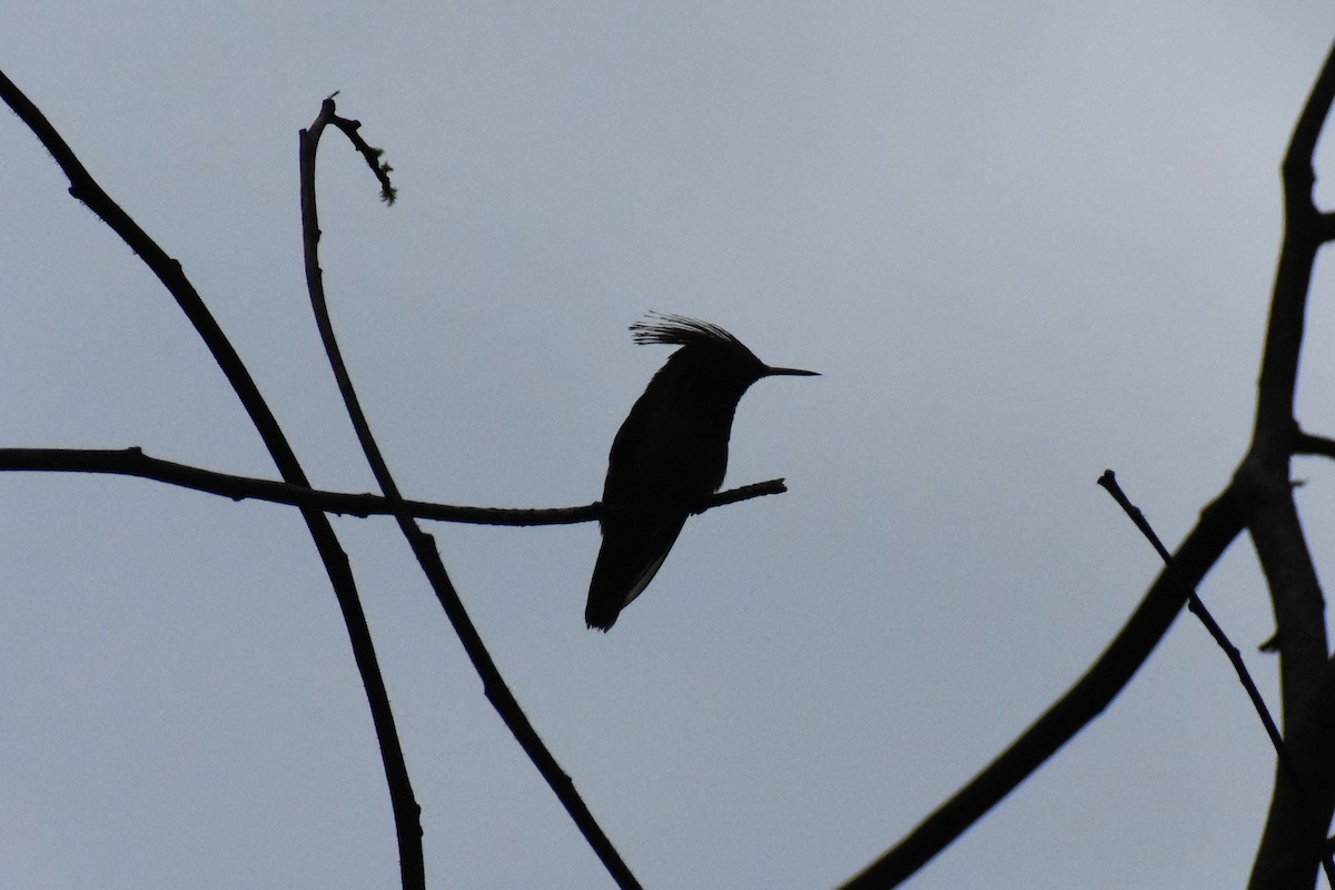 チャカザリハチドリ - ML647251035