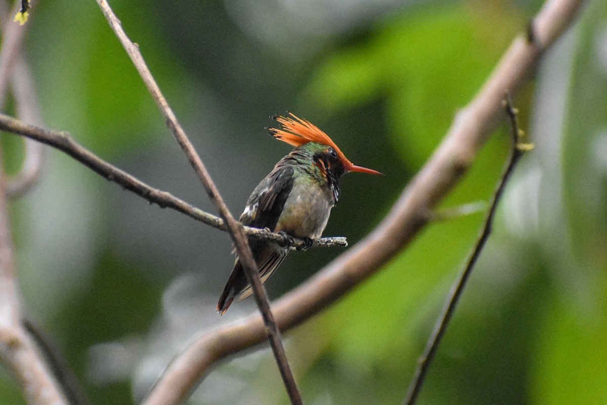 チャカザリハチドリ - ML647251036