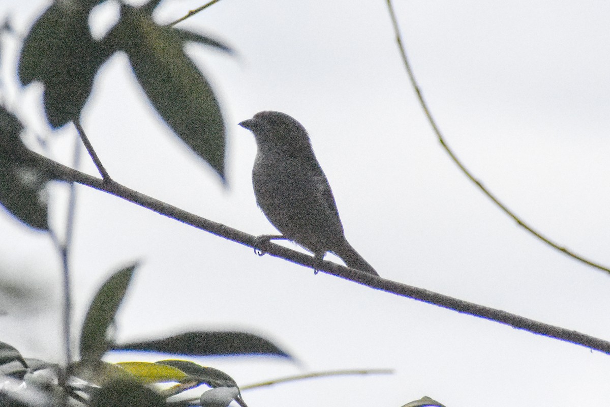 Golden-bellied Euphonia - ML647251038