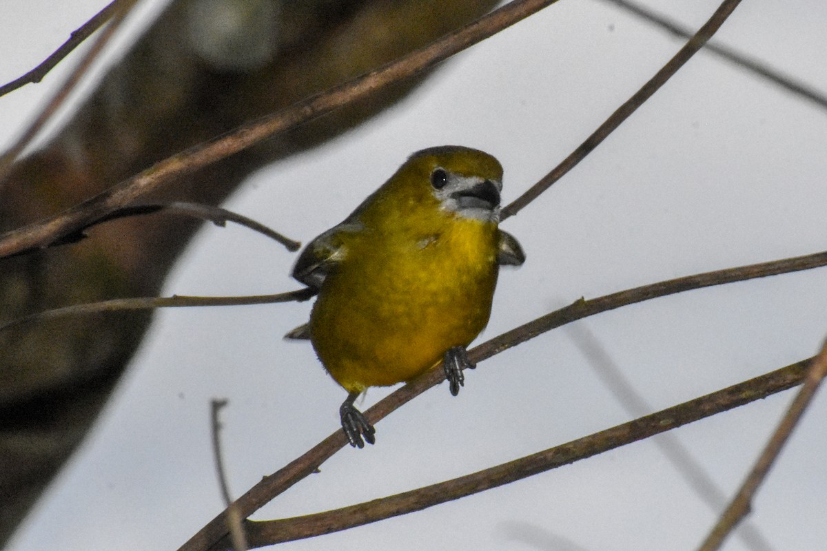 Golden-bellied Euphonia - ML647251040