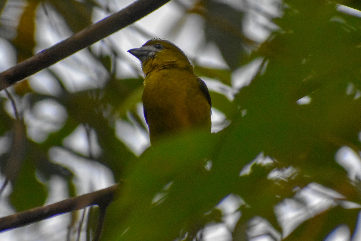 Golden-bellied Euphonia - ML647251043